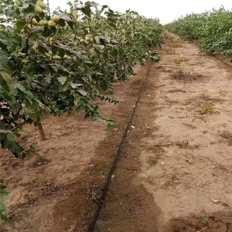 果树滴灌系统的布置