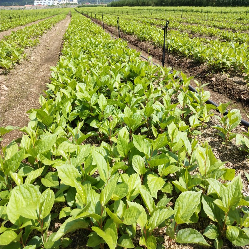 辽五味子苗 北五味子苗五味子高产抗寒 五味子特价批发