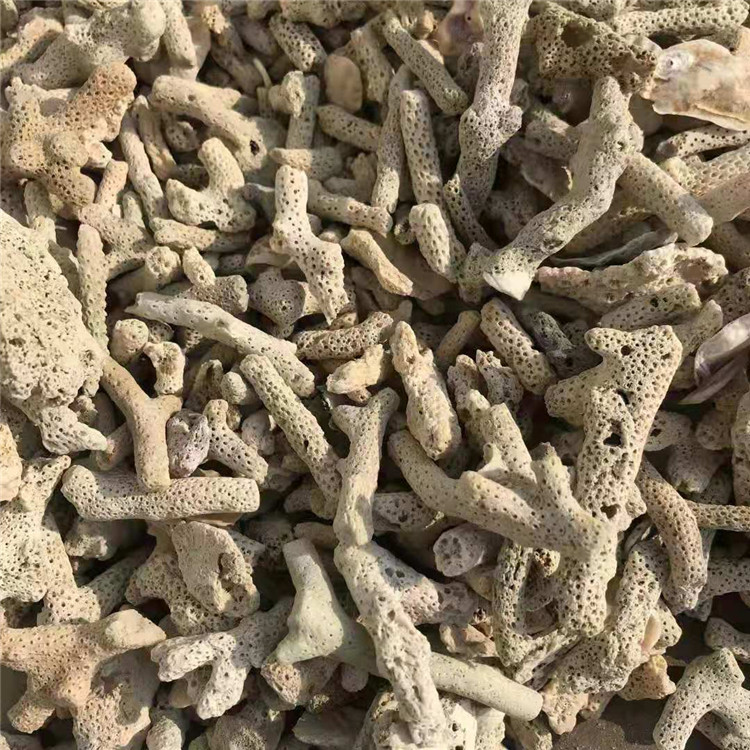 珊瑚骨 珊瑚砂