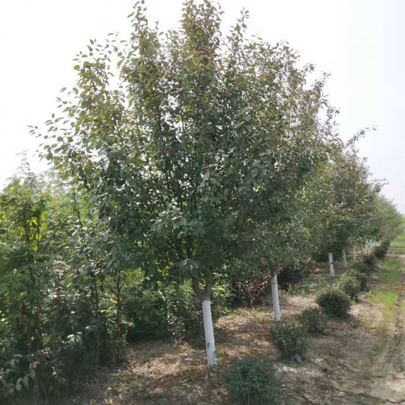 《长期批发》海棠 王族海棠 光辉海棠 绚丽海棠 北美海棠