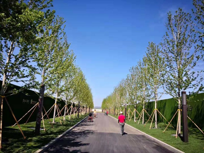 基地直销 现货美国红枫 6-10公分美国红枫 纯正秋火焰红枫