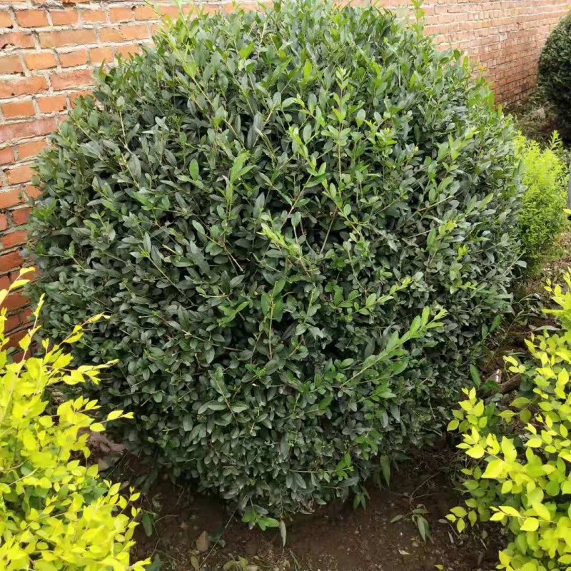 苗木批发金叶水腊 金叶水腊绿篱苗 金叶水腊小苗