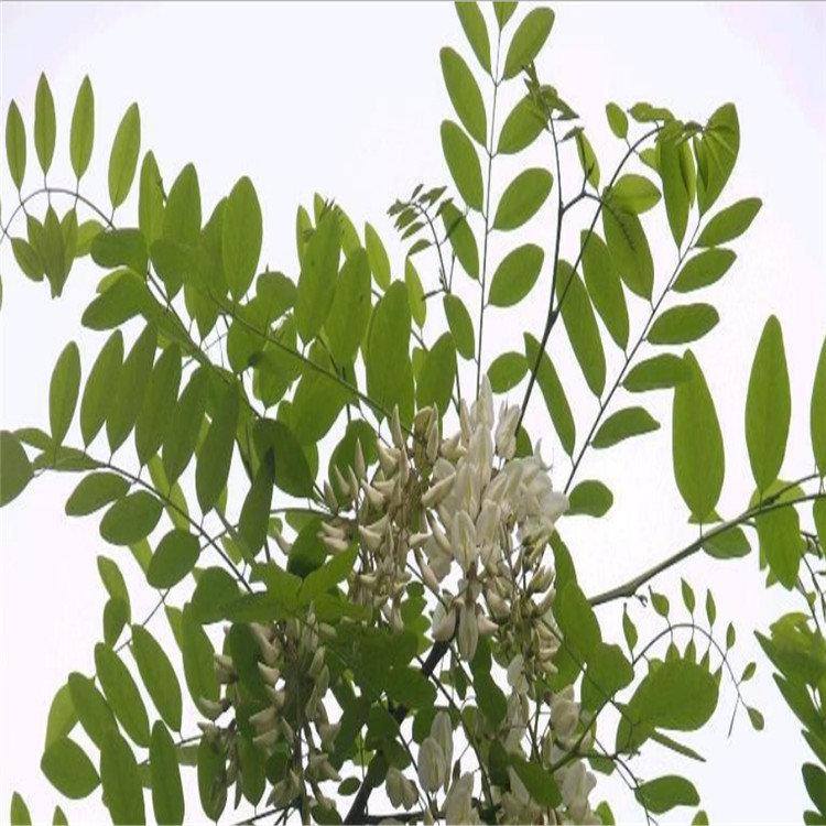 刺槐树苗 刺槐树价格报价 露天刺槐树苗