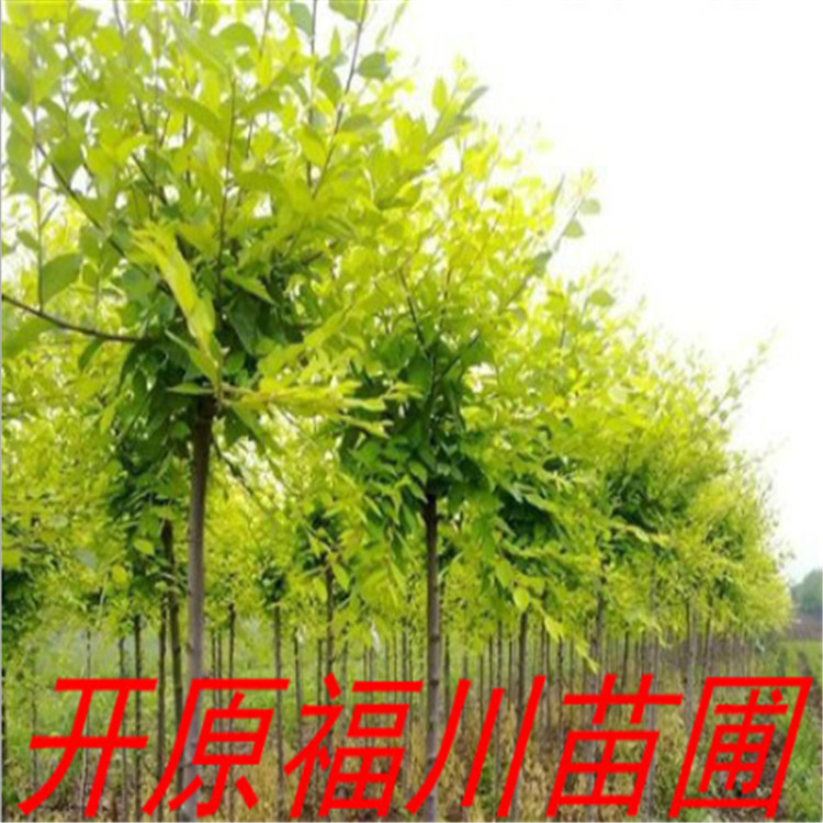 东北耐寒金叶榆2-15公分 金叶榆绿篱苗 营养杯苗