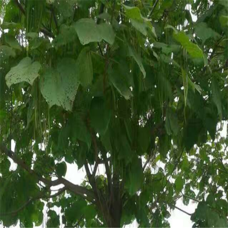 基地直销 梓树  梓树苗 梓树大树 绿化树苗