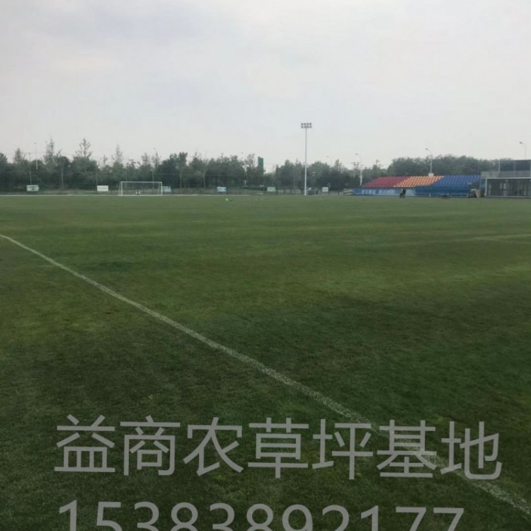 邯郸真草足球场专用草坪生产流程