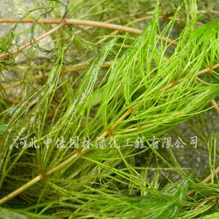 金鱼藻 藻类植物 水生植物 金鱼藻批发品种齐全 量大从优