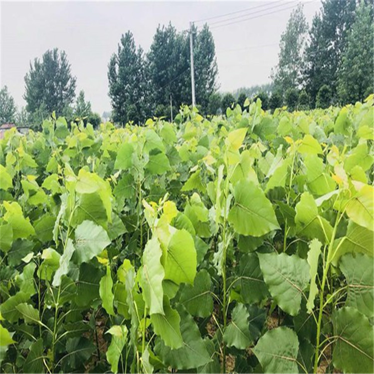 经销批发无絮毛白杨苗