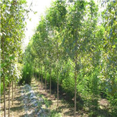 河北泽山园林工程集团有限公司