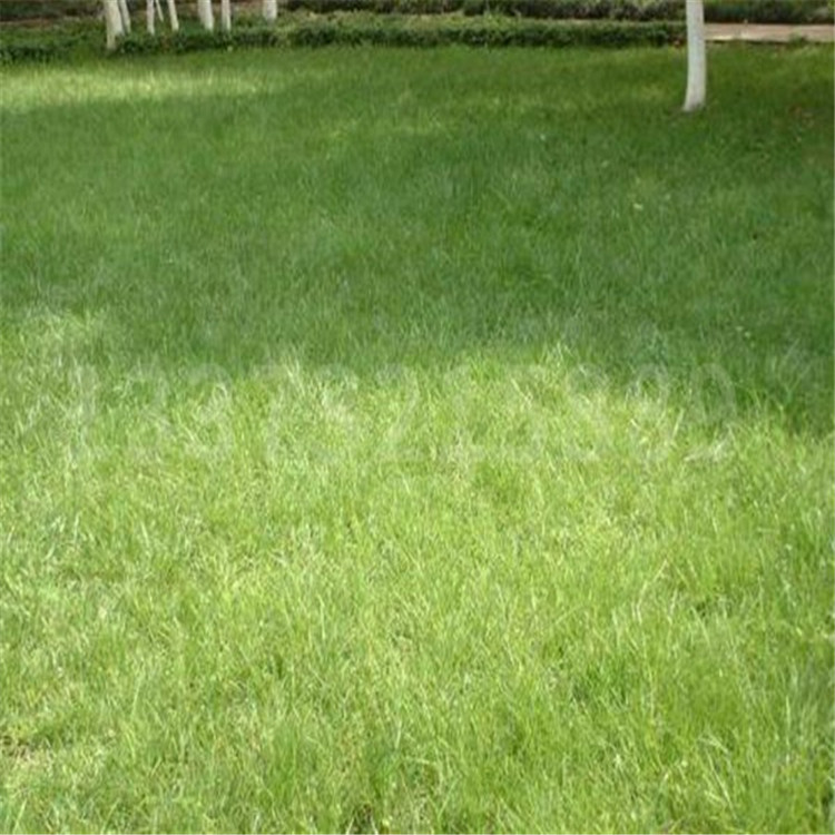 河北草坪冷季型地被草    恒达草坪草坪价格草坪质量
