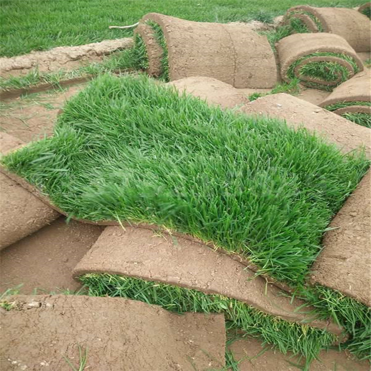 幼儿园草坪户外装饰 草坪价格