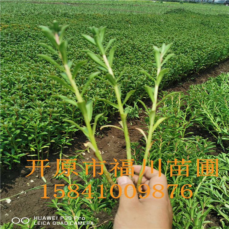 品质款现货 优质八宝景天 精品八宝景天批发