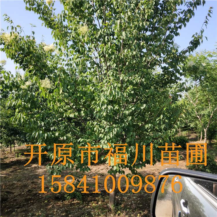 品质款现货 优质暴马丁香 精品暴马丁香批发