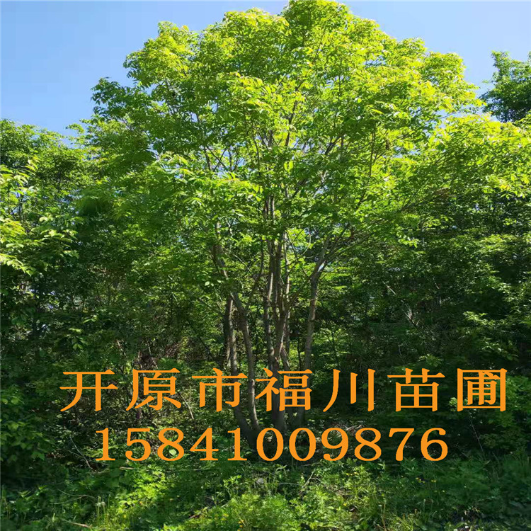 品质款现货 优质丛生水曲柳 精品丛生水曲柳批发