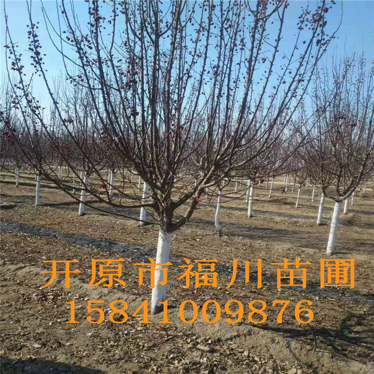 品质款现货 优质海棠 精品海棠批发