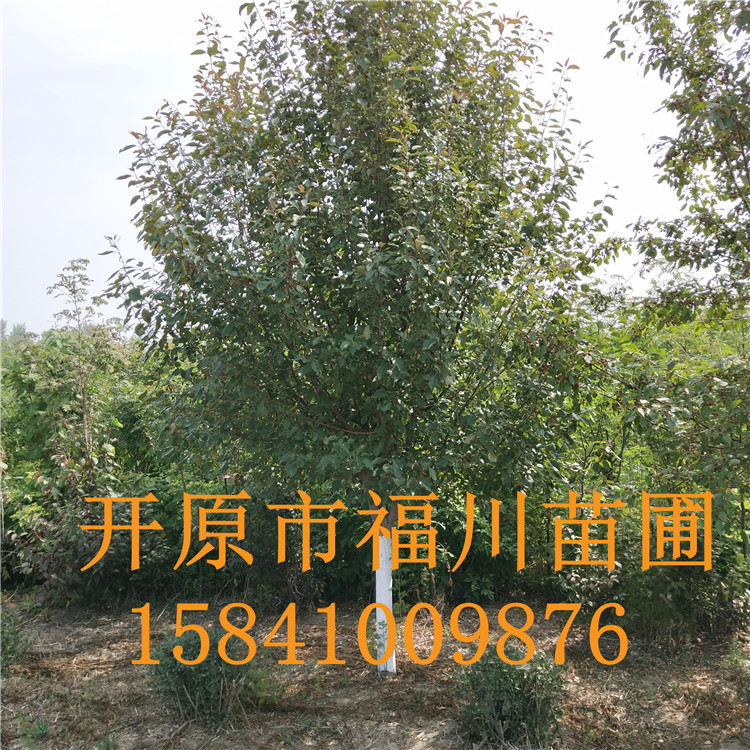 品质款现货 优质红豆杉 精品红豆杉批发