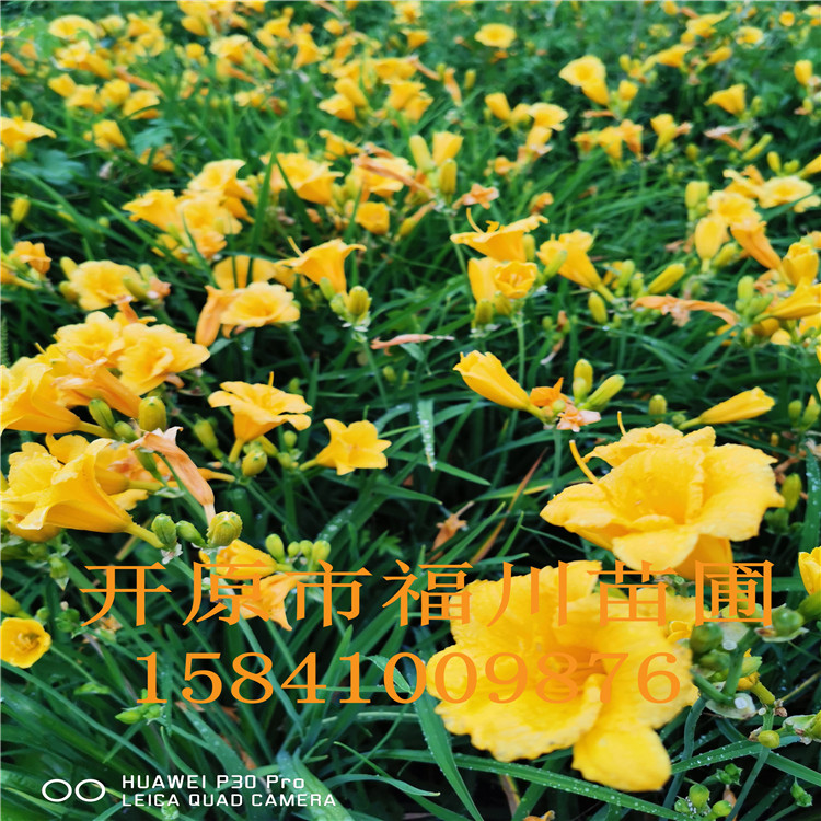 品质款现货 优质金娃娃萱草 精品金娃娃萱草批发