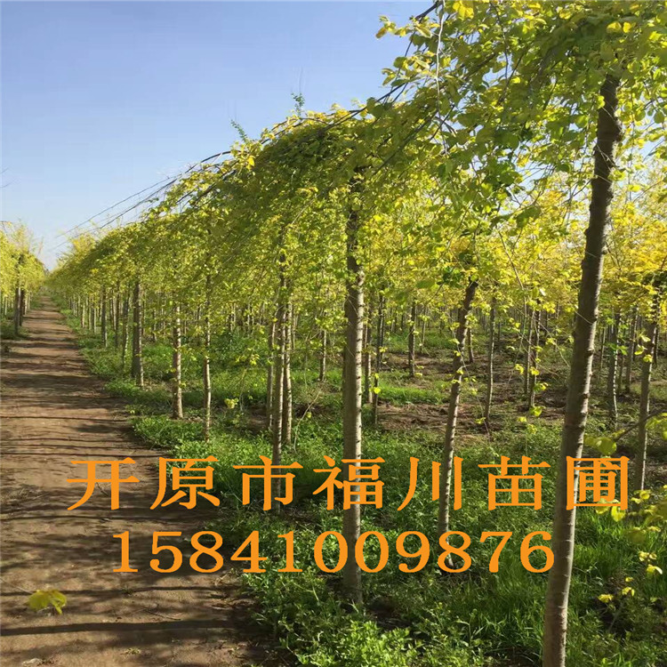 品质款现货 优质金叶垂榆 精品金叶垂榆批发
