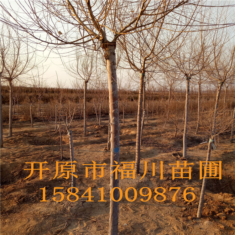 品质款现货 优质金叶榆 精品金叶榆