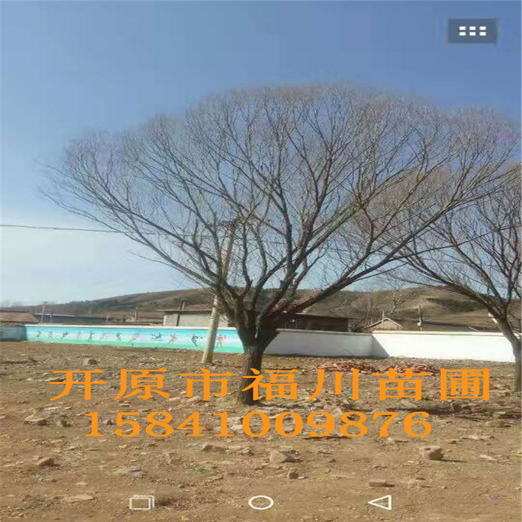 品质款现货 优质馒头柳 精品馒头柳