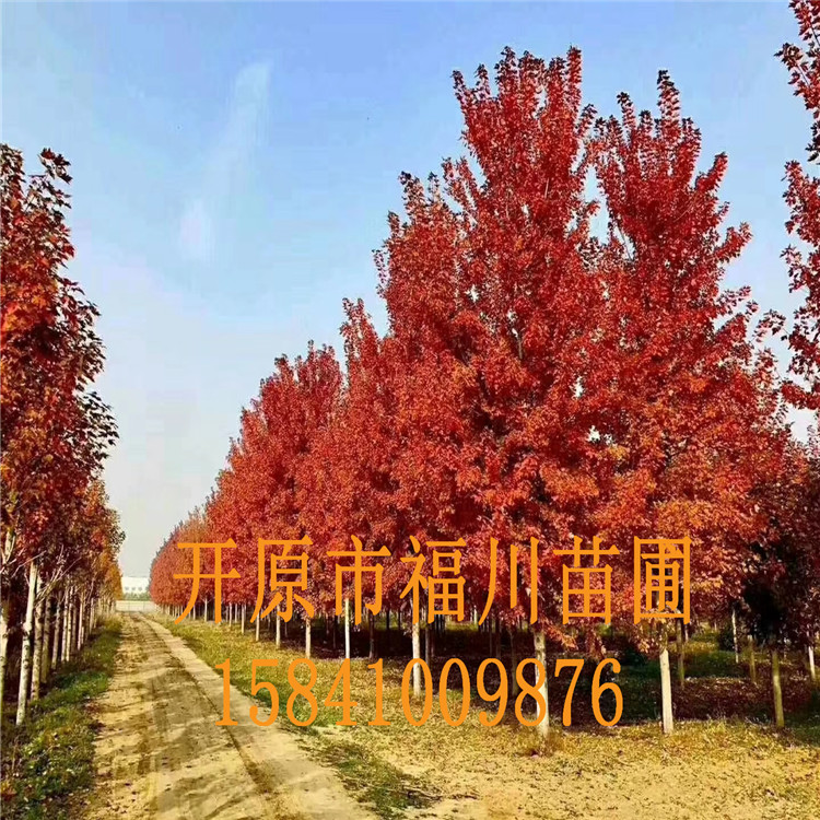 品质款现货 优质美国红枫 精品美国红枫