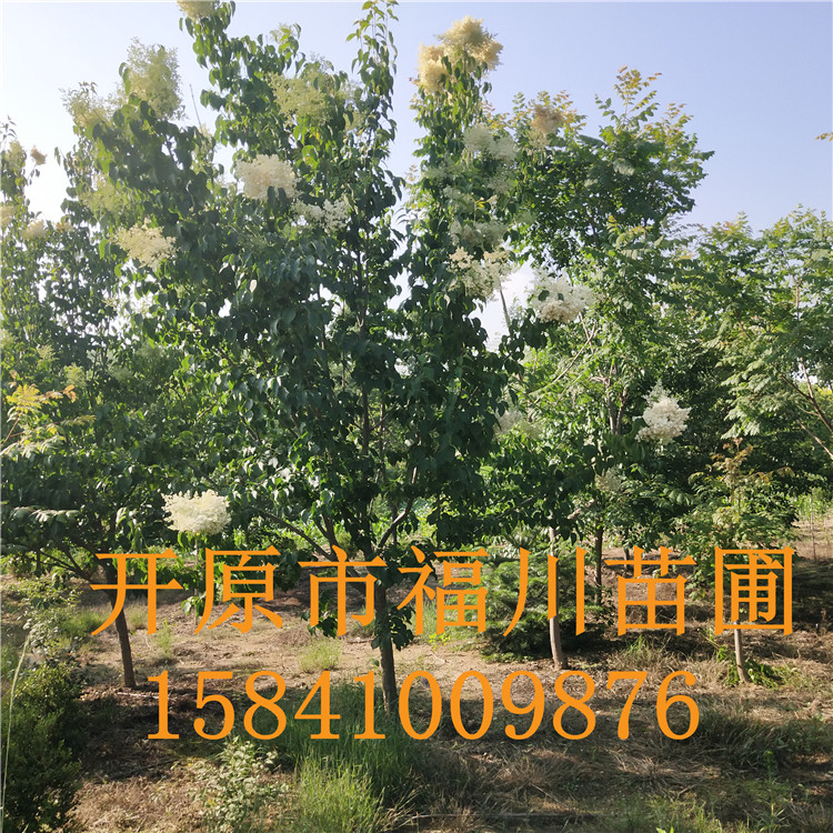 品质款现货 优质糖槭 精品糖槭