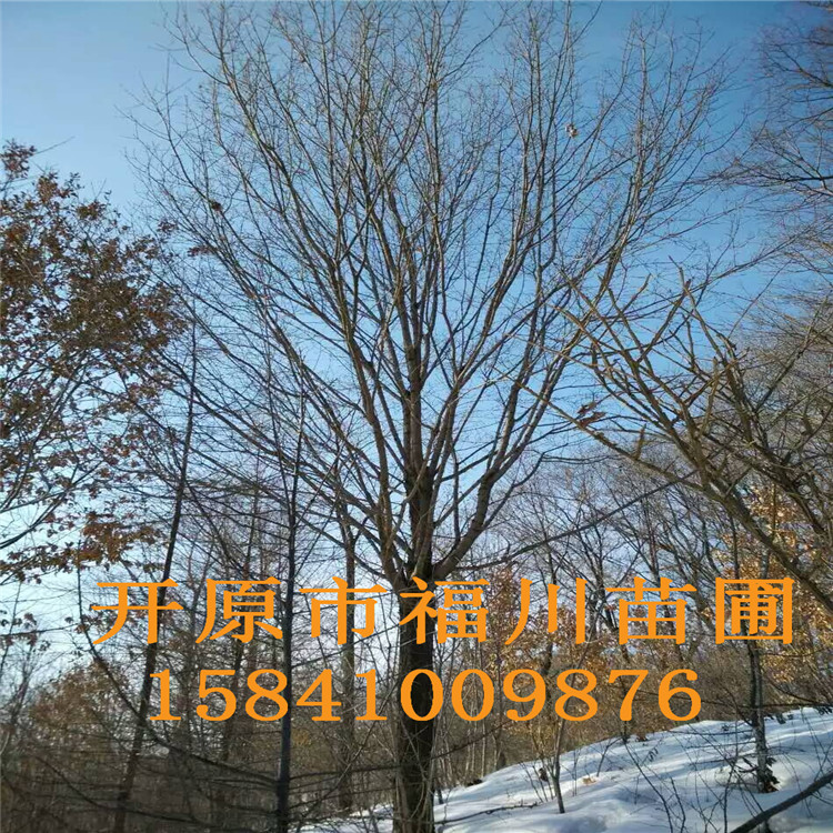 品质款现货 优质五角枫 精品五角枫