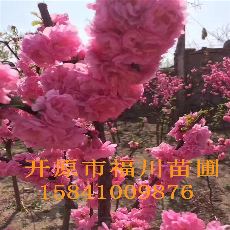 品质款现货 优质榆叶梅 精品榆叶梅