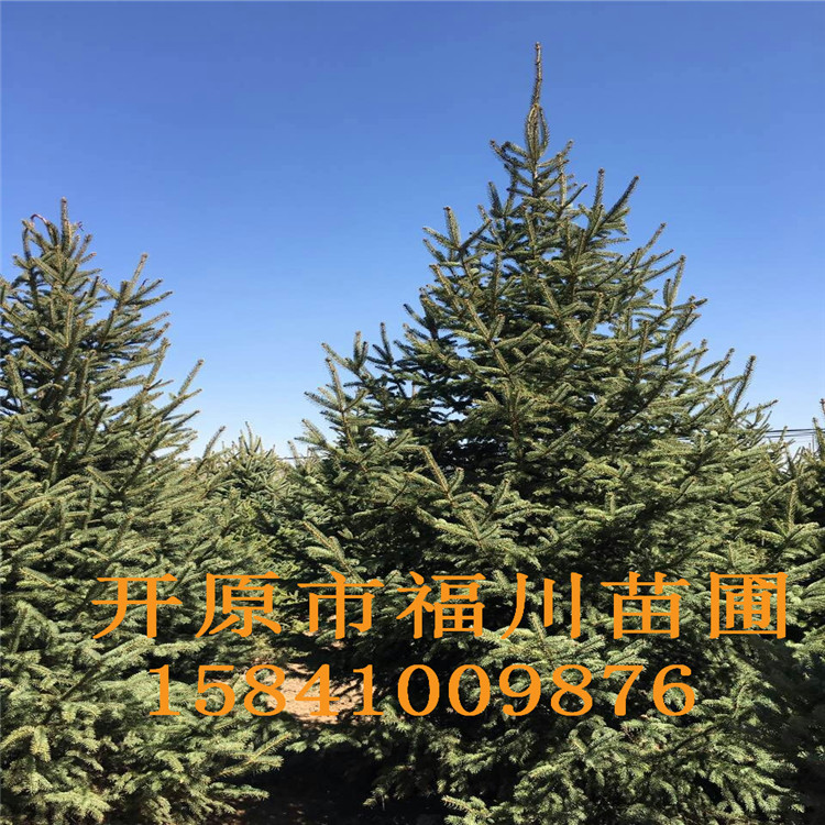 品质款现货 优质云杉 精品云杉