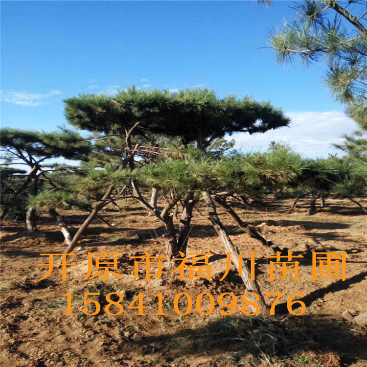 品质款现货 优质造型油松 精品造型油松