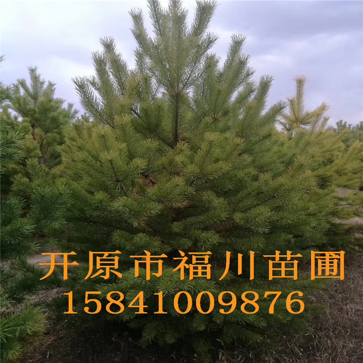 品质款现货 优质樟子松 精品樟子松