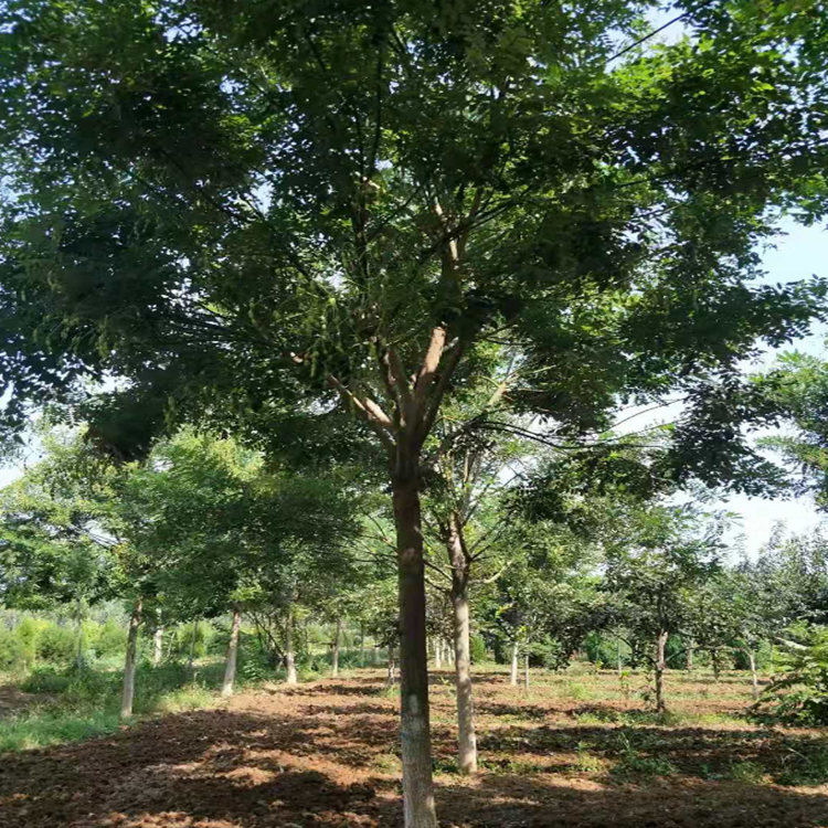 厂家直销速生国槐苗国槐绿化苗