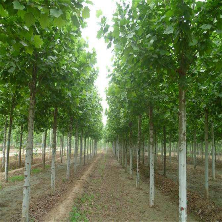 法桐 厂家现货 速生法桐 绿化环境 灌木法桐