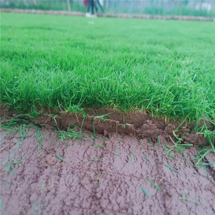 河北草坪中华结楼  草坪批发