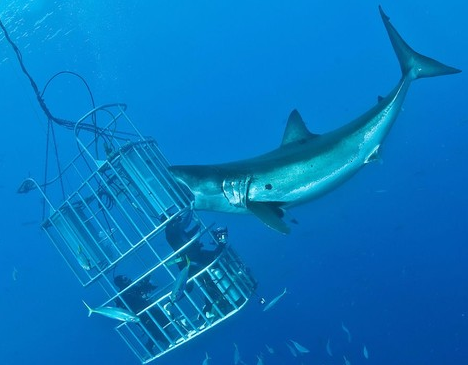 2021深圳国际水下机器人应用技术展览会