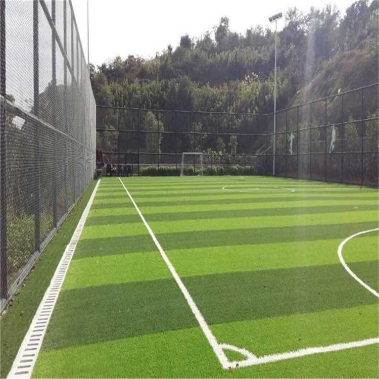 供应马尼拉草坪 公园绿化 园林绿化草坪 马尼拉草坪