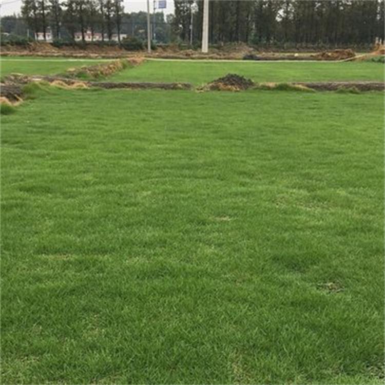 出售剪股颖草坪草皮 别墅绿化草坪耐践踏 四季常绿草坪 运动场所草坪草皮