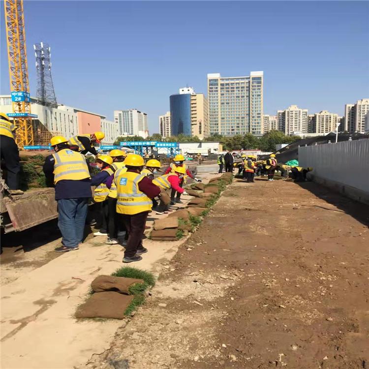 四季常绿 抗旱耐荫草皮 围墙人工草坪 