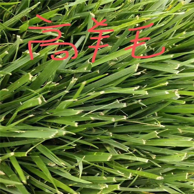 公园社区绿化建设专用 风景区绿化草坪