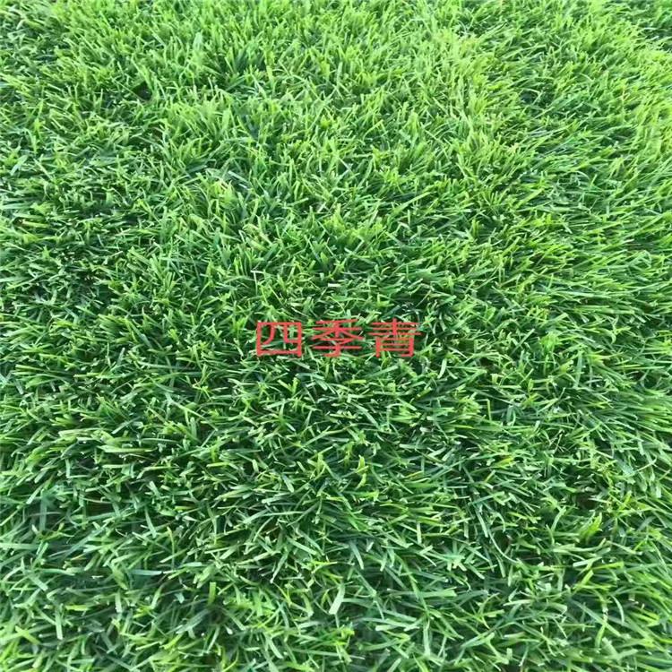 结缕草常绿草坪种植基地 屋顶花园草坪