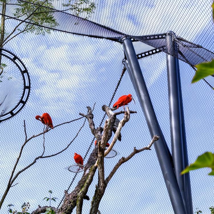 菱形不锈钢绳网 304不锈钢钢丝绳网厂家 动物园钢丝绳网 佰安固