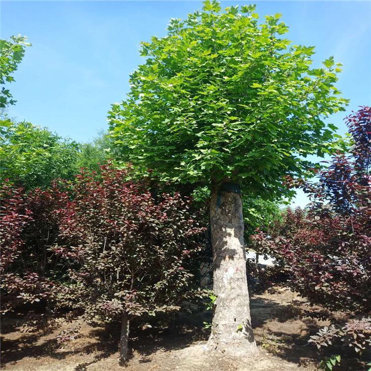 法桐 常绿法桐 精品法桐树苗