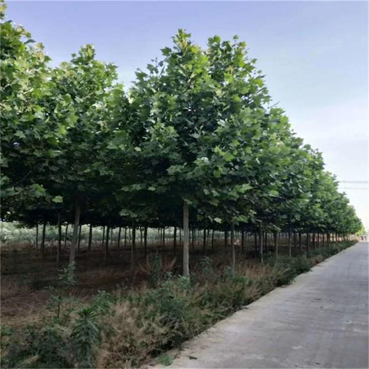 法桐 法桐种植 造型法桐常年销售