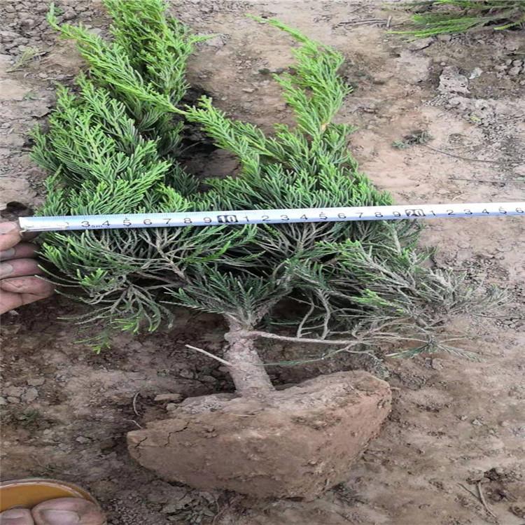 定州小龙柏冠幅大  小龙柏道路绿化用  带盆小龙柏成活率高