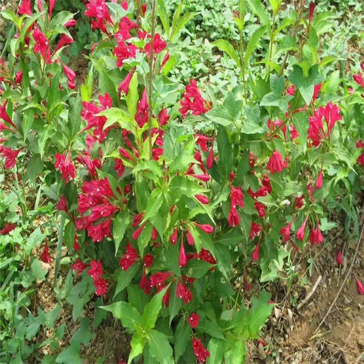 红王子锦带价格