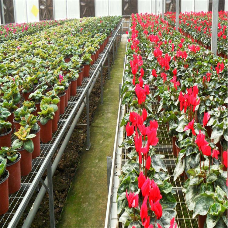 移动苗床 苗床厂 生产厂家直销