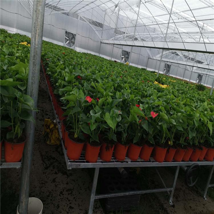 标顺优质镀锌温室苗床 直销固定苗床