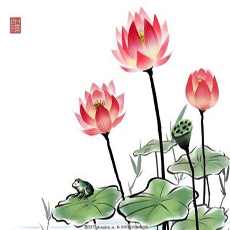 荷花 荷花精选厂家精品盆栽荷花 基地直供