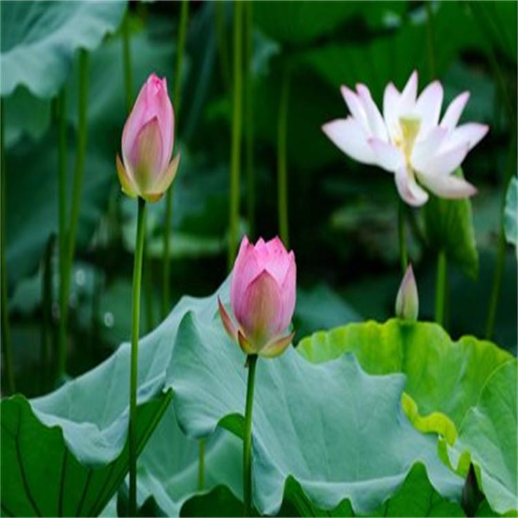 荷花 荷花基地 荷花基地报价荷花厂家批发