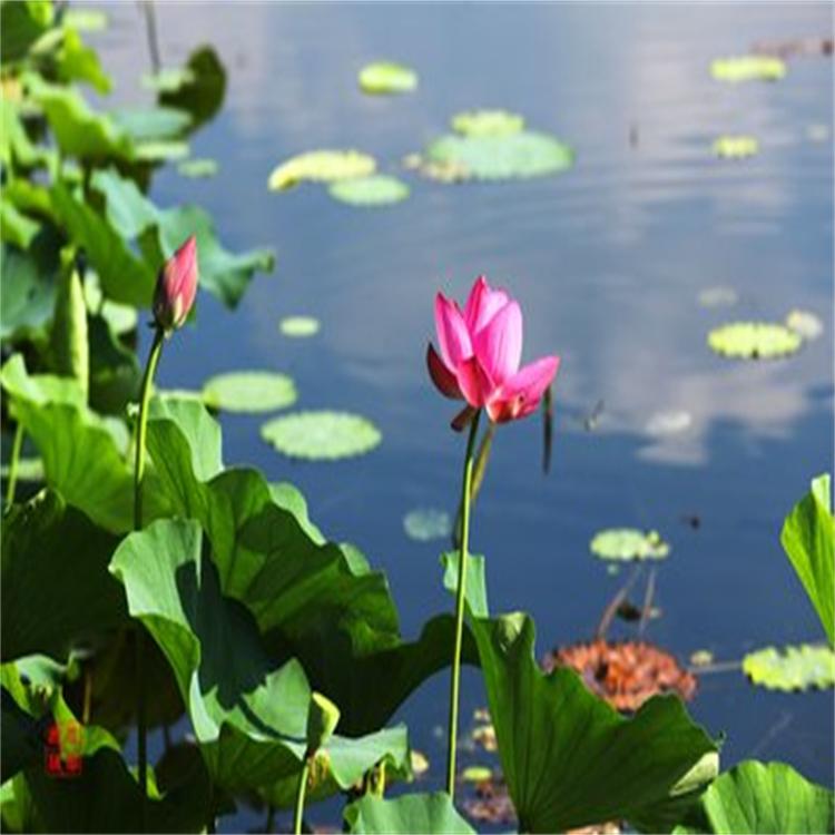 精品荷花 供应荷花苗 基地大量供应荷花苗
